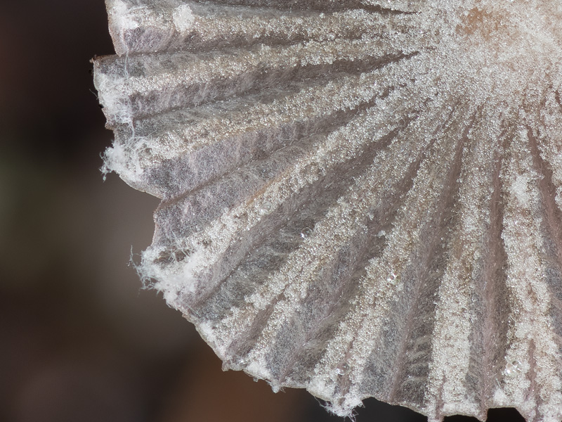 Coprinopsis candidatus